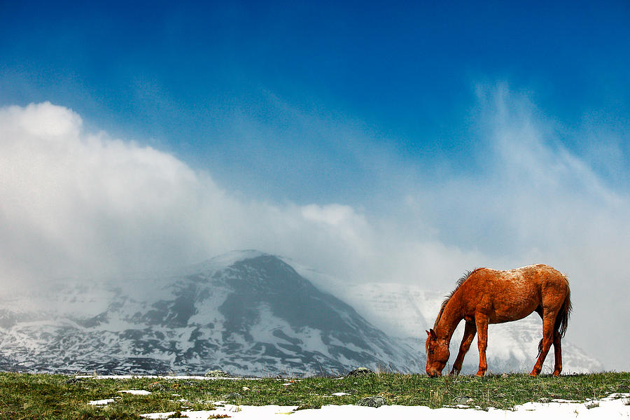 Glacier National Park Photograph - Alpine Equine by Todd Klassy