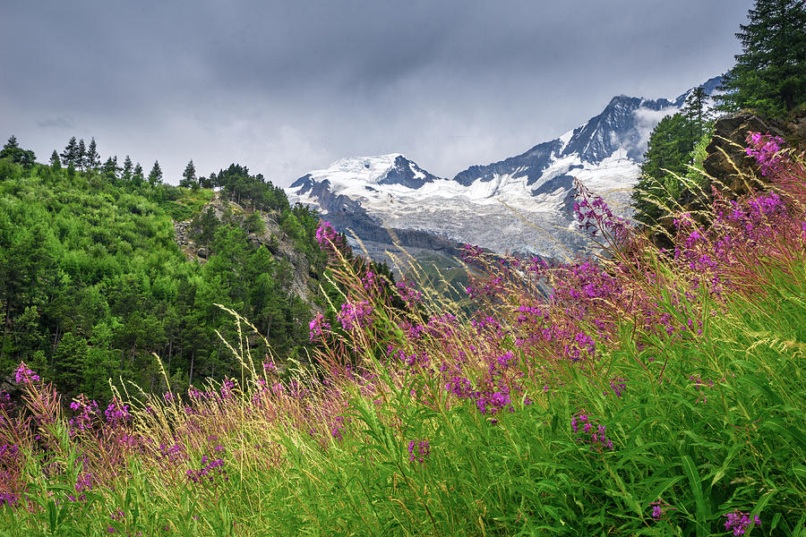 Alpine flowers Photograph by James Billings