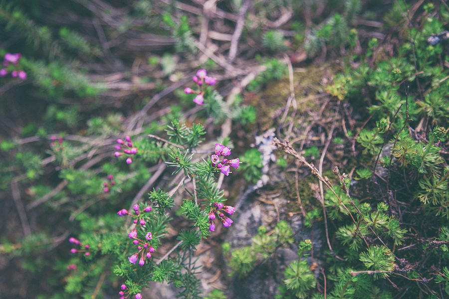 Alpine flowers Photograph by Kunal Mehra