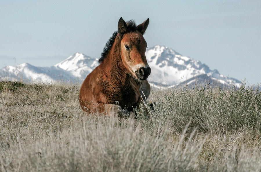 Alpine foal Photograph by John T Humphrey