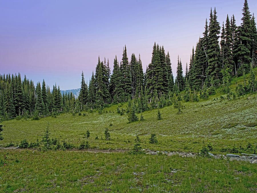 Alpine Forest at Dusk in Rainier National Park Washington Photograph by Brendan Reals