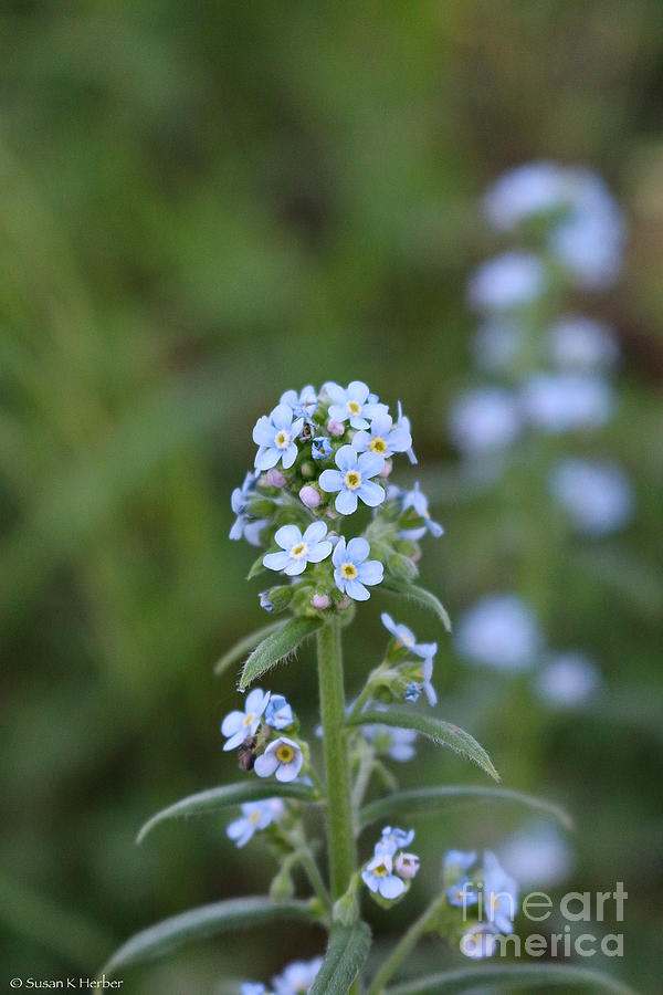 Alpine Forget Me Not Photograph by Susan Herber