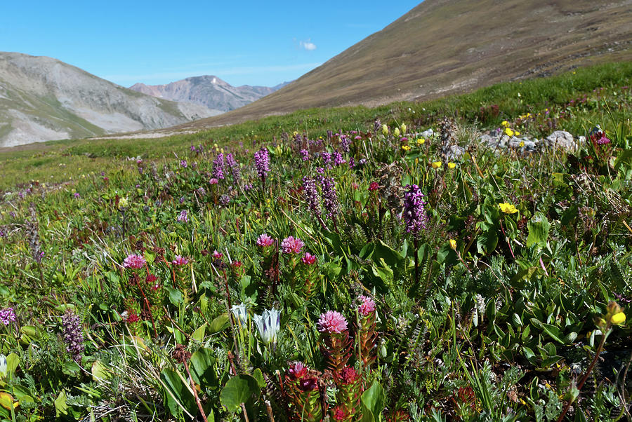 Alpine Garden Landscape Photograph by Cascade Colors