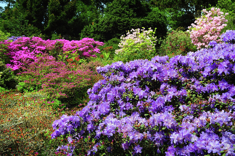 Alpine Garden with Purple Rhododendrons Photograph by Jenny Rainbow