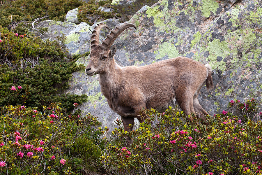 Alpine Ibex And Alpine Roses Photograph