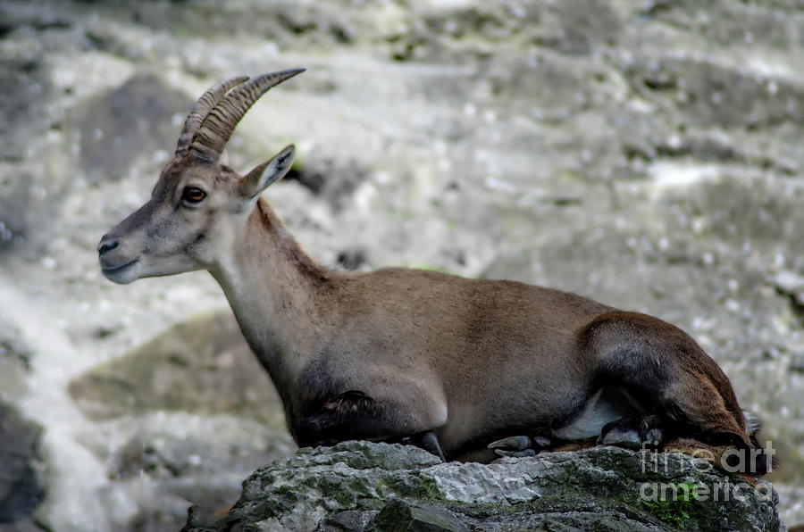 Alpine Ibex Photograph by Michelle Meenawong