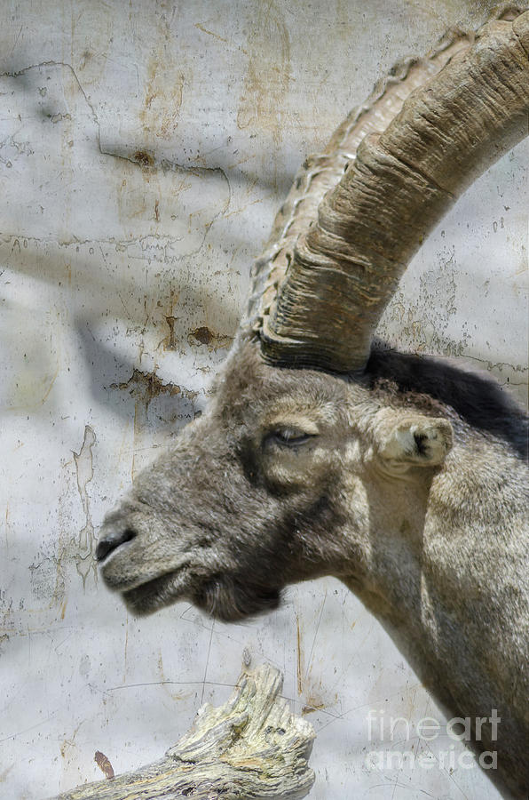 Alpine Ibex Textured Photograph by Michelle Meenawong