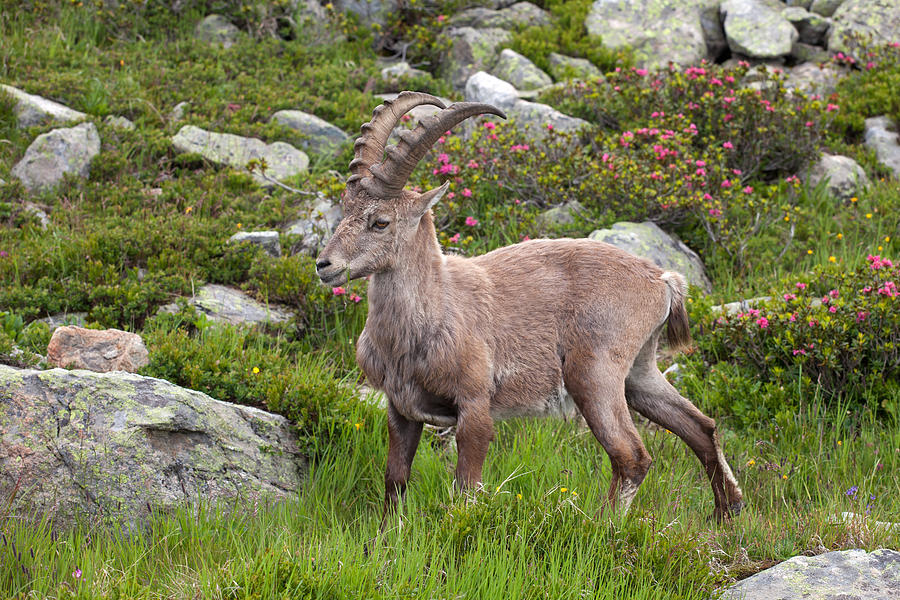 Alpine Ibex Photograph by Aivar Mikko