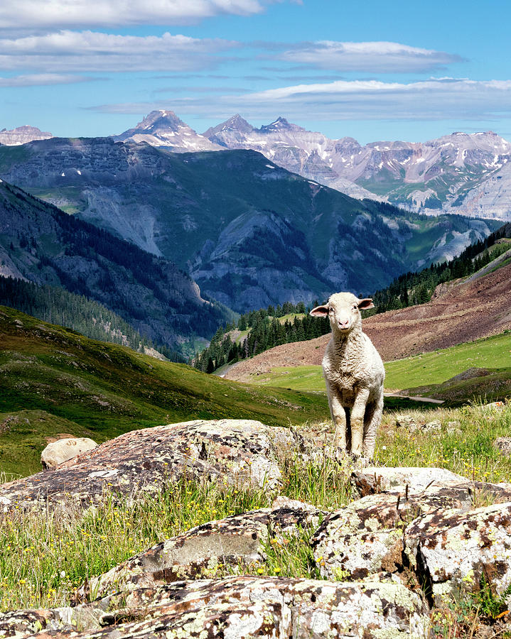 Alpine Lamb Photograph by David Soldano