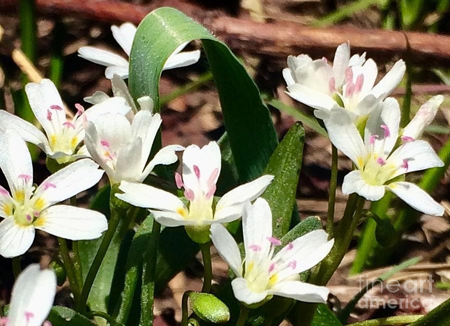 Nature Photograph - Alpine Lily by Jennifer Lake