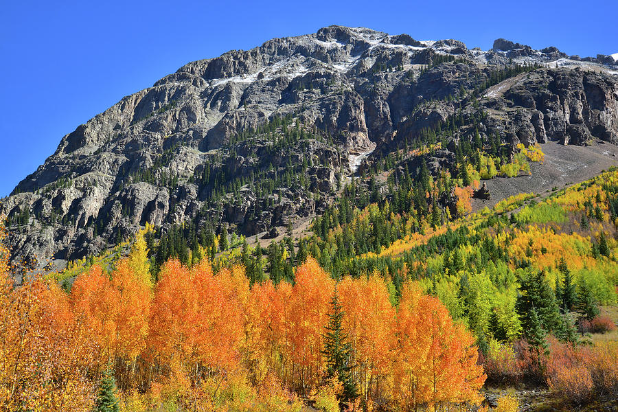 Alpine Loop Road Aspens Photograph by Ray Mathis