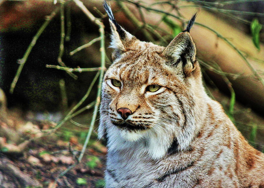 Alpine Lynx Photograph by Daniel Koglin - Pixels