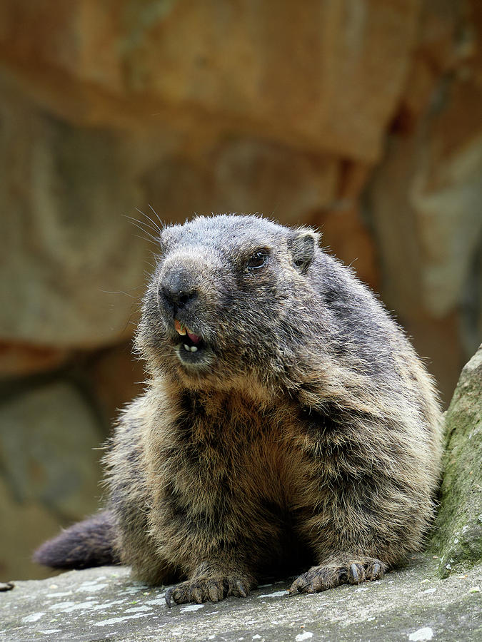 Alpine marmot smile. Berlin Zoo Photograph by Jouko Lehto
