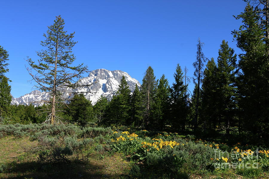 Alpine Meadow At Grand Teton Park Photograph by Christiane Schulze Art And Photography