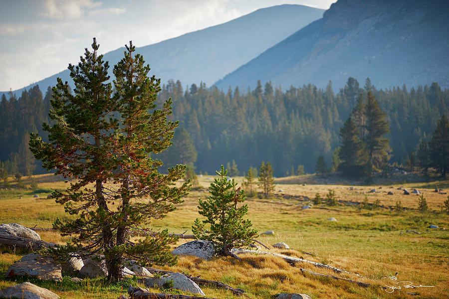 California Photograph - Alpine Meadow by Jens Peermann California Photograph - Alpine Meadow by Jens Peermann
