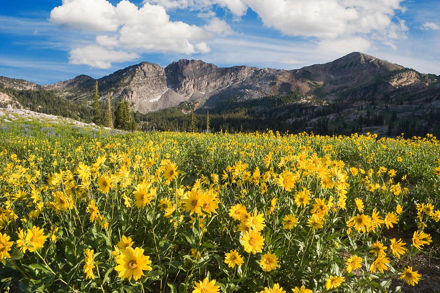 Alpine Meadow with Wildflowers Photograph by Douglas Pulsipher
