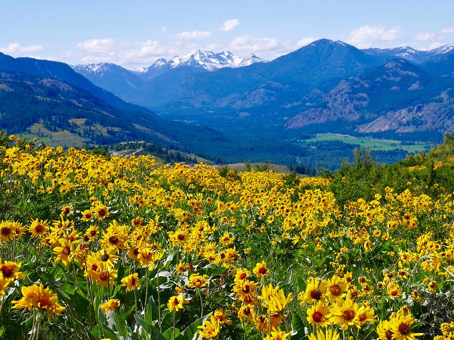 Alpine Meadows Yellow Wild Flowers And Snow Capped Mountains