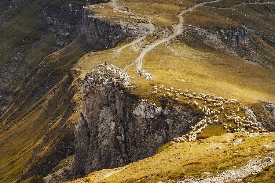 Alpine Pastures Photograph by Mihai Ian Nedelcu