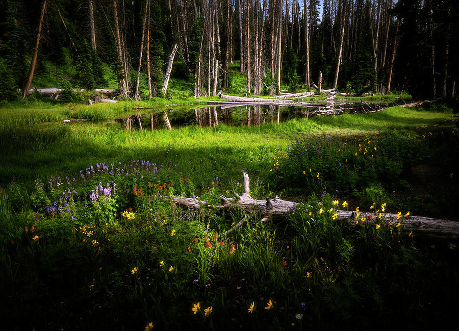 Alpine Pond Photograph by Grant Sorenson