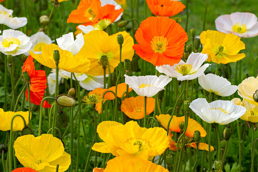 Alpine poppies Photograph by Louise Heusinkveld