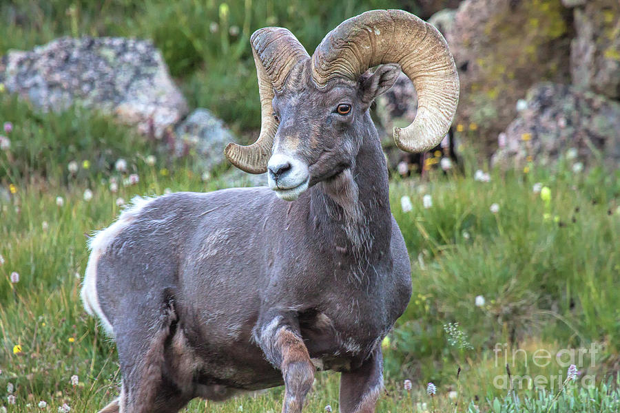 Alpine Ram Photograph by Jim Garrison