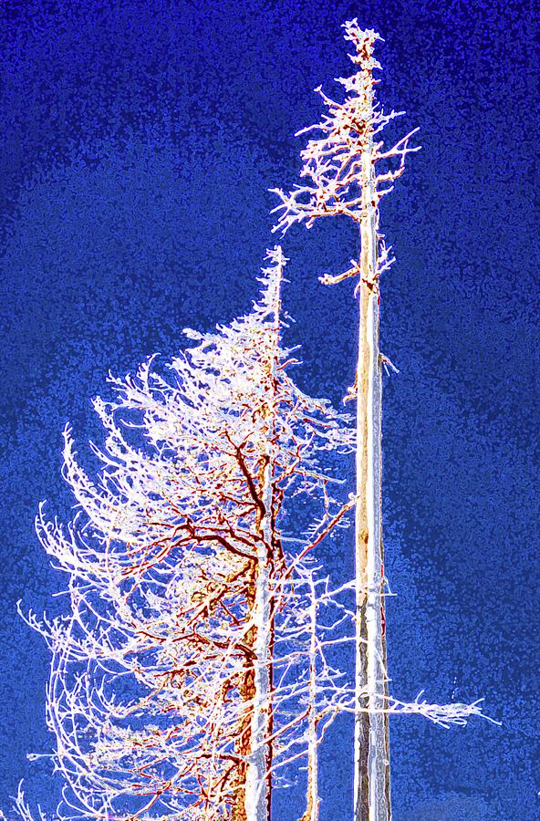 Alpine Snowy Trees  Digital Art by Lyle Crump