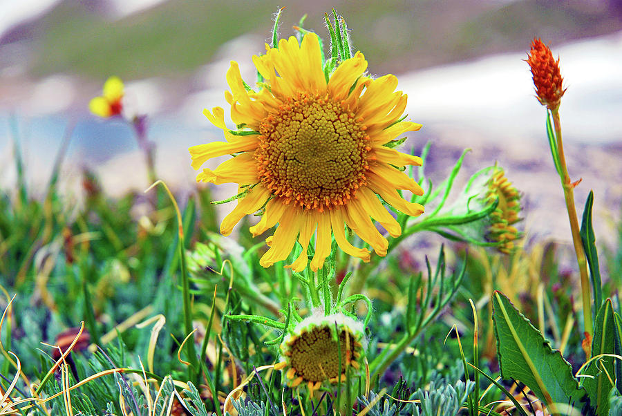 Alpine Sunflower in Summer Photograph by Robert Meyers-Lussier