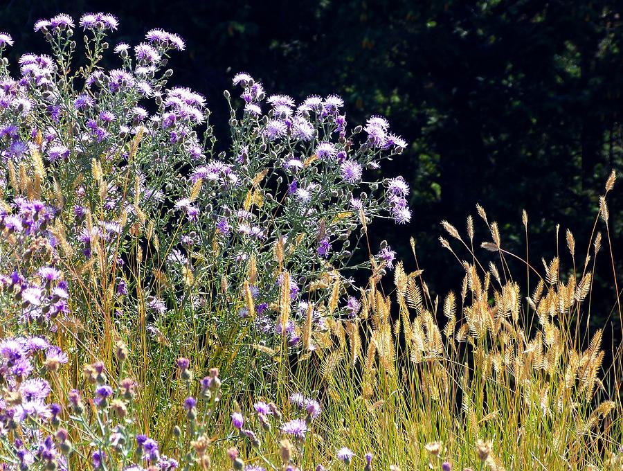 Alpine Thistles And Grasses Photograph by Will Borden