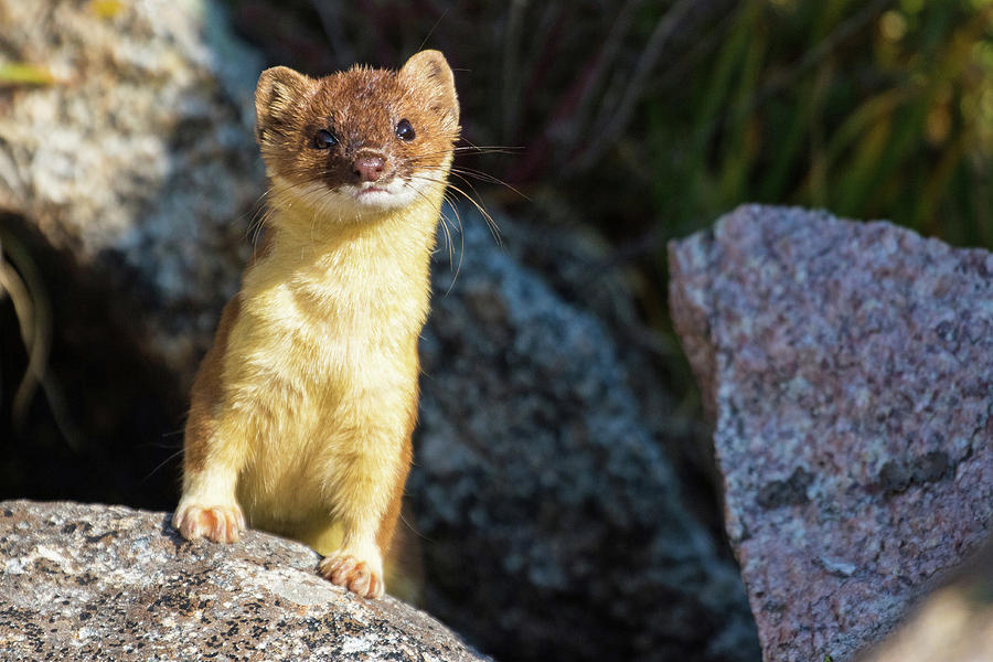 Alpine Tundra Weasel #2 Photograph by Mindy Musick King