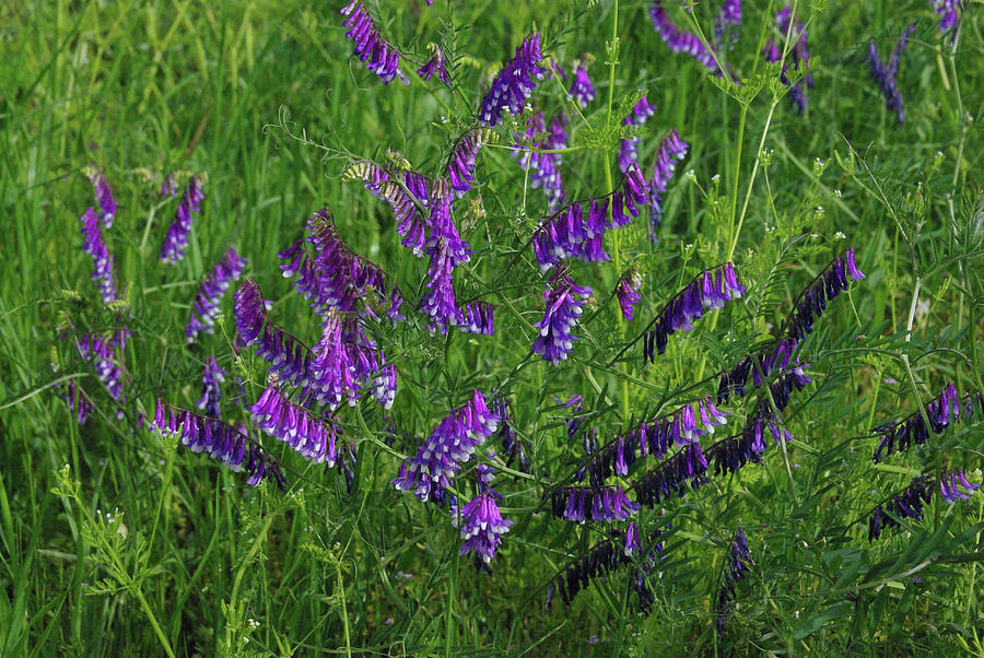 Alpine Vetch Photograph by Robyn Stacey - Fine Art America