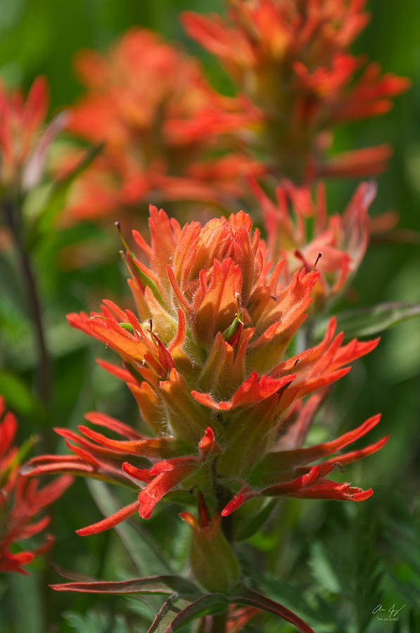 Alpine Wildflower - Indian Paintbrush Photograph by Aaron Spong