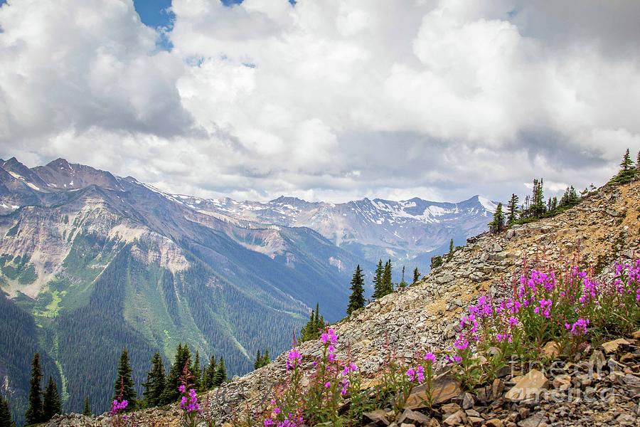 Alpine Wildflower Mountains Photograph