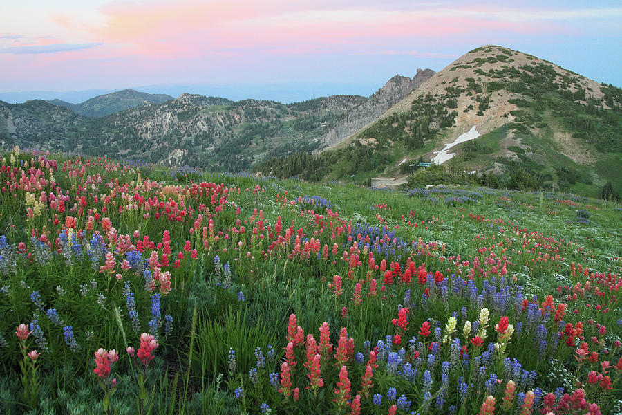 Nature Photograph - Alpine Wildflowers and View at Sunset by Brett Pelletier