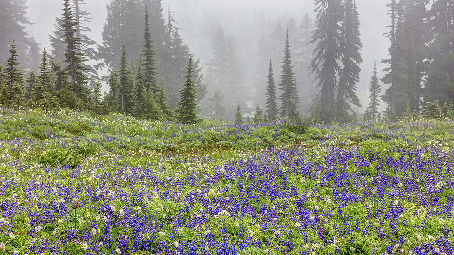 Alpine Wildflowers in the Fog Photograph by Pierre Leclerc Photography