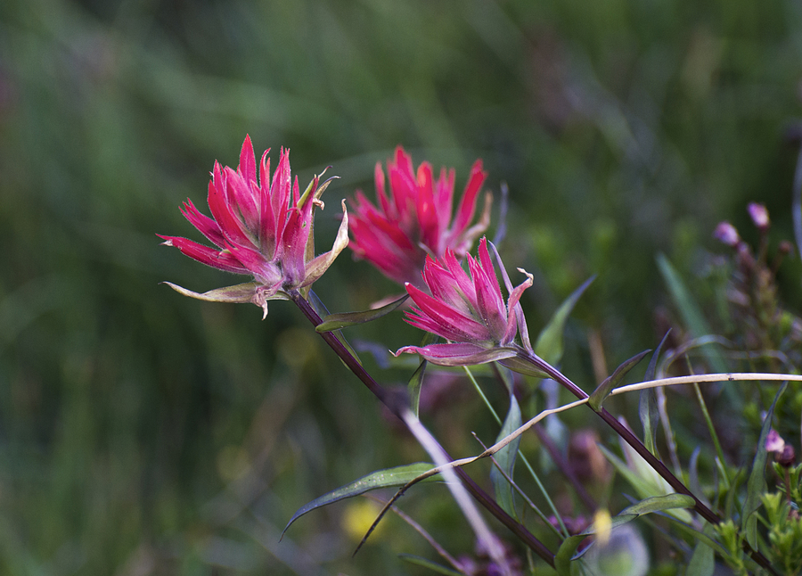 Alpine Wildflowers Photograph by Loree Johnson