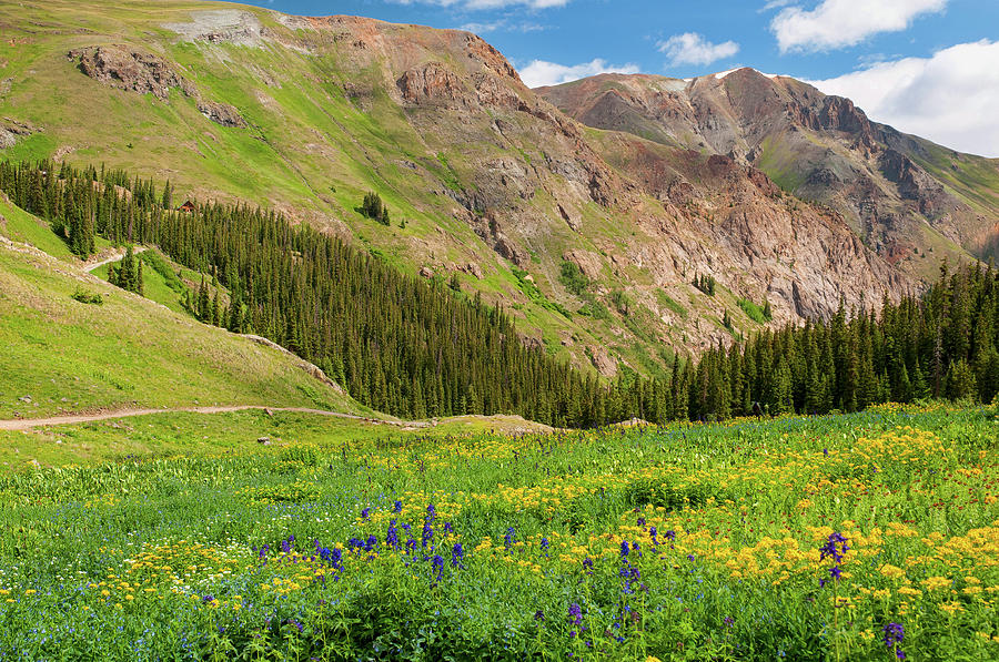 Alpine Wildflowers Photograph by Steve Stuller