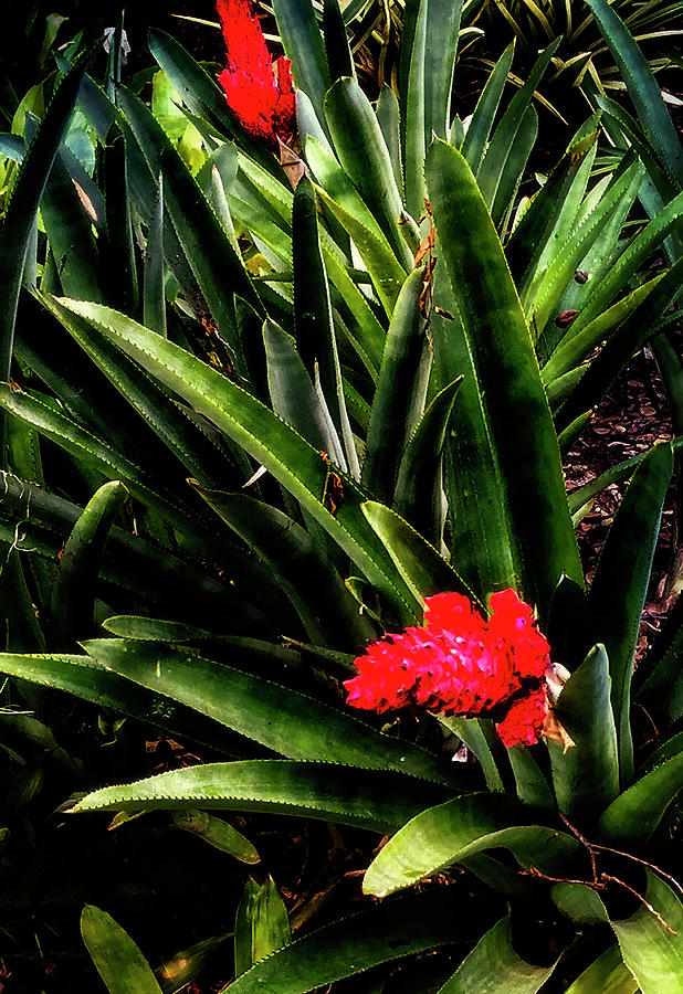 Alpinia Ginger Flower Photograph by Joseph Hollingsworth