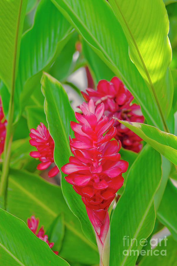Alpinia Purpurata Jungle King Red Ginger Tropical Flowers Lahaina Maui Hawaii Photograph