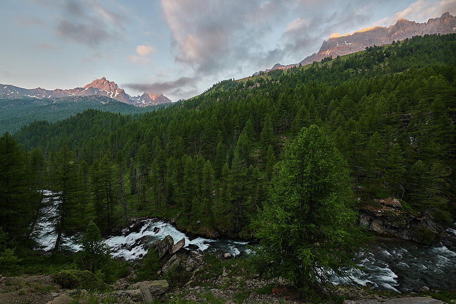 Alps Forest Photograph by Jon Glaser
