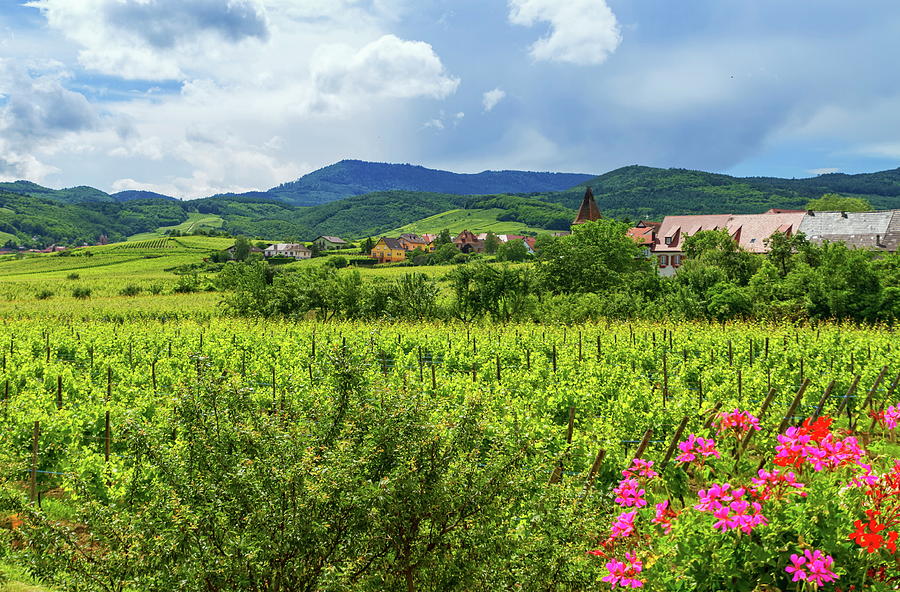 Alsace landscape, France Photograph by Elenarts - Elena Duvernay photo