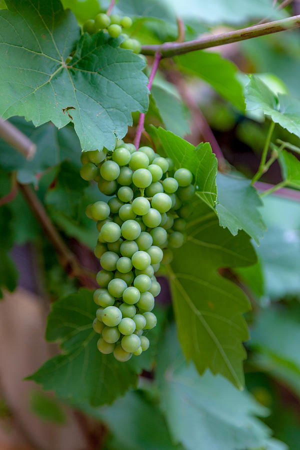 Wine Photograph - Alsatian Grapes by W Chris Fooshee