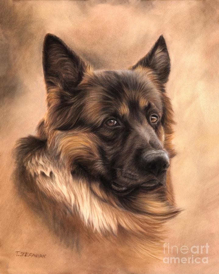 Alsatian Drawing by Tobiasz Stefaniak Fine Art America