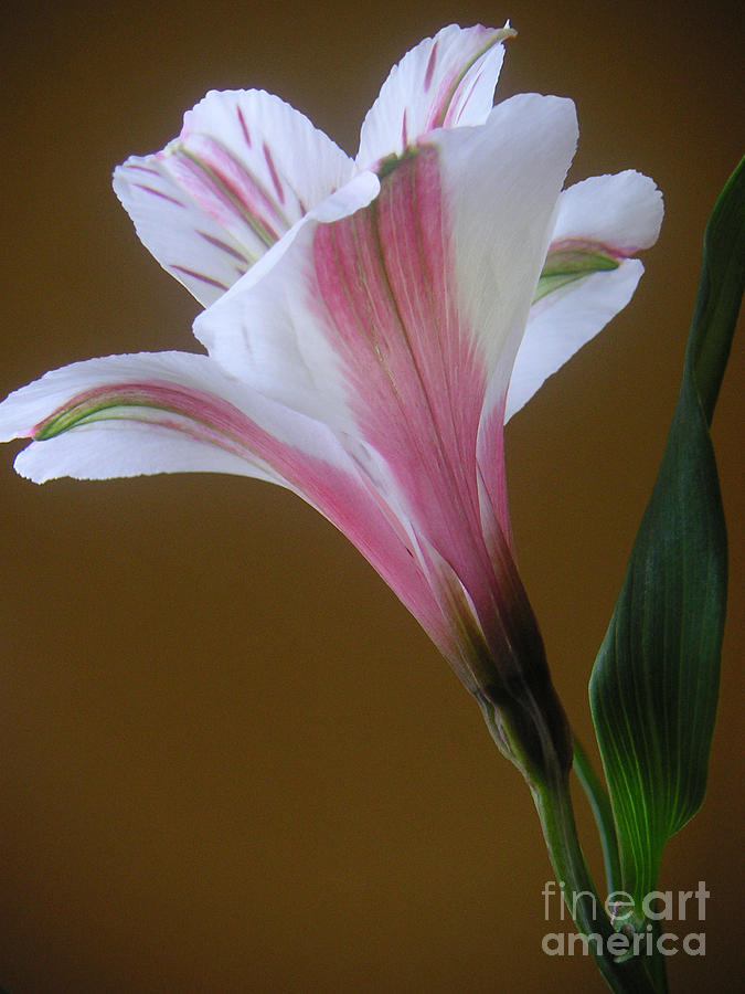 Nature Photograph - Alstroemeria - Reaching by Lucyna A M Green