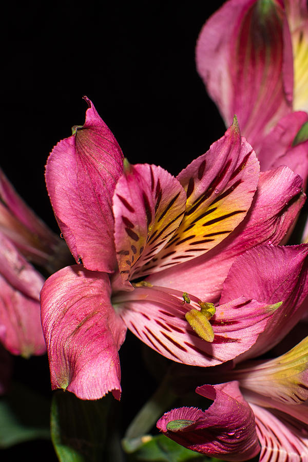 Alstroemeria Flower Photograph by Deborah Ritch