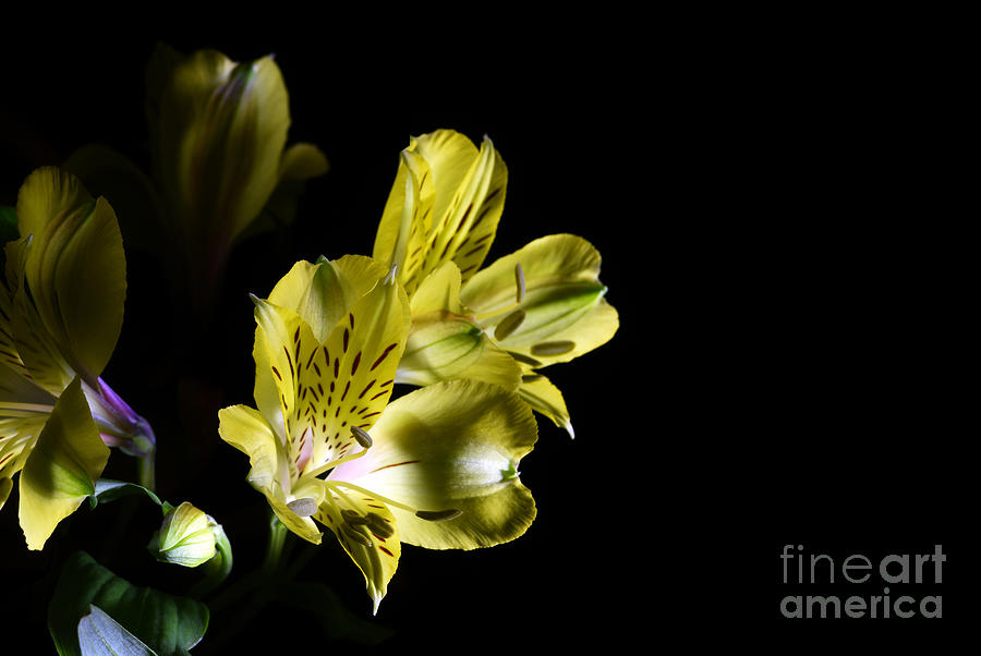 Nature Photograph - Alstroemeria flower by Stela Knezevic