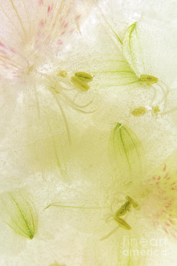 Alstroemeria flowers in ice Photograph by Ann Garrett