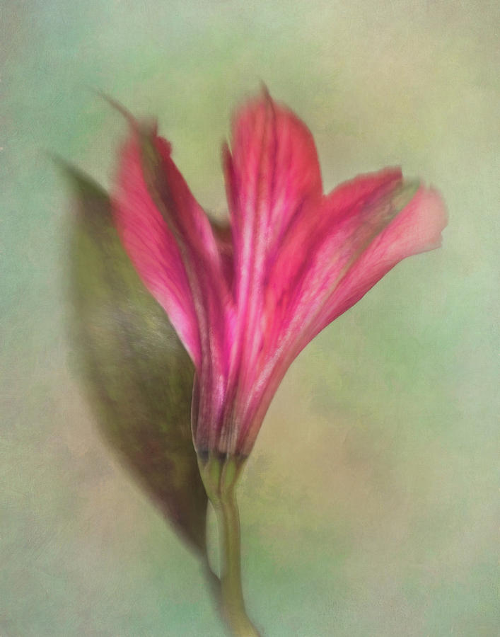 Alstroemeria the Miniature Lily Photograph by David and Carol Kelly