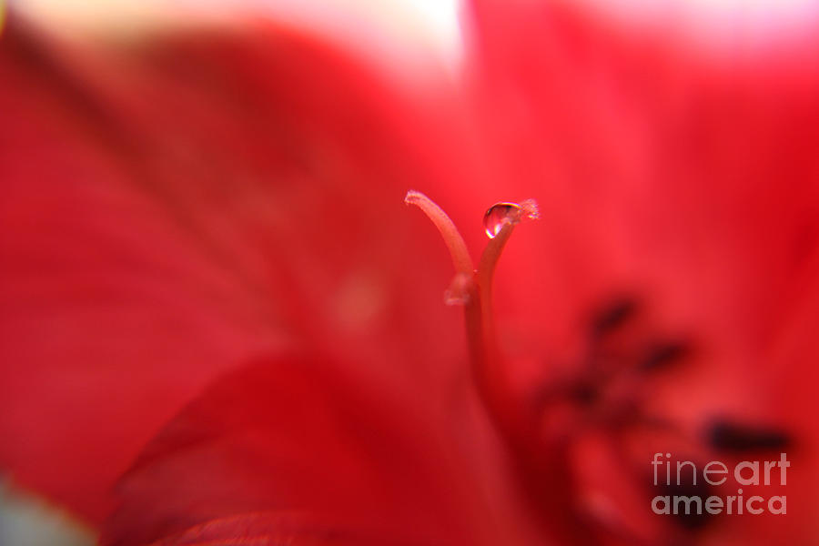 Flower Abstract Photograph - Alstromeria Abstract by Kelly Holm