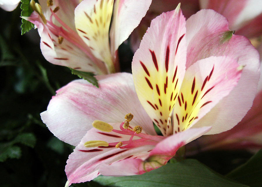 Lily Photograph - Alstromeria Blossom by Sandra Foster