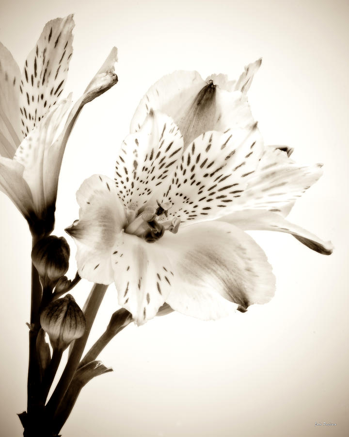 Alstromeria Lily Photograph by John Pagliuca